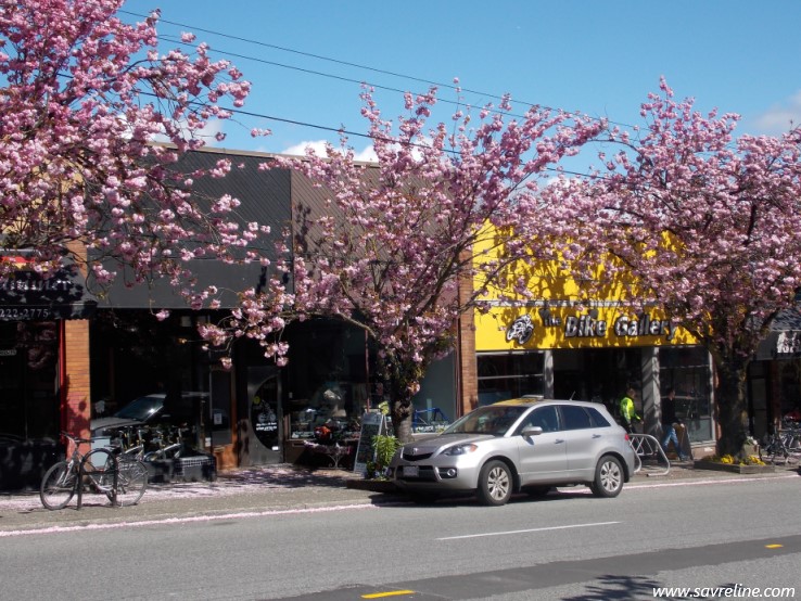 Cherry Blossoms, Vancouver