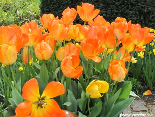 Tulips, Butchard Gardens